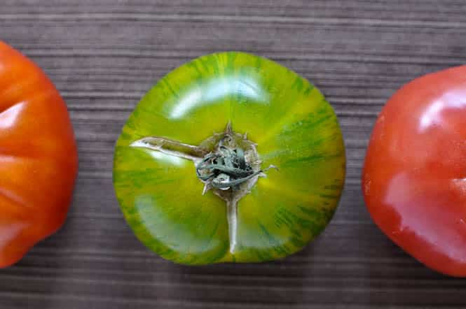 btomatoes-2