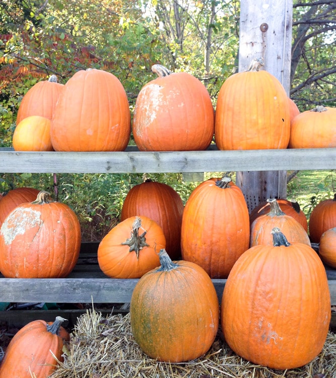 on west coast book tour adventures I howsweeteats.com