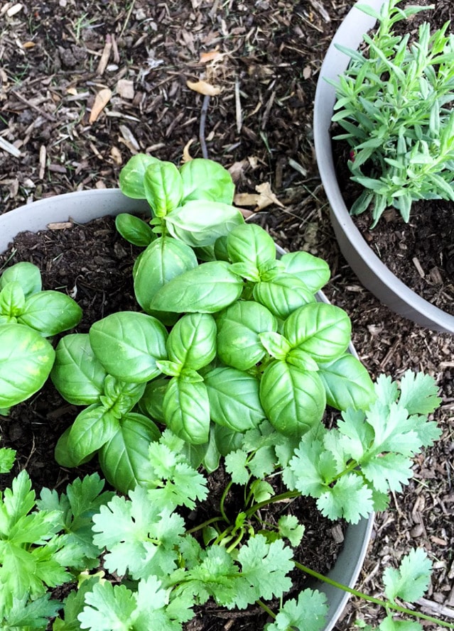 on life lately I howsweeteats.com