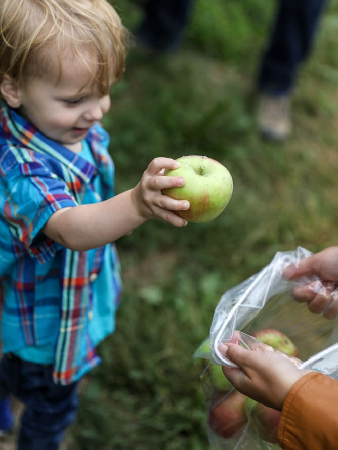 apple picking I howsweeteats.com