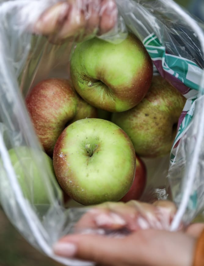 apple picking I howsweeteats.com
