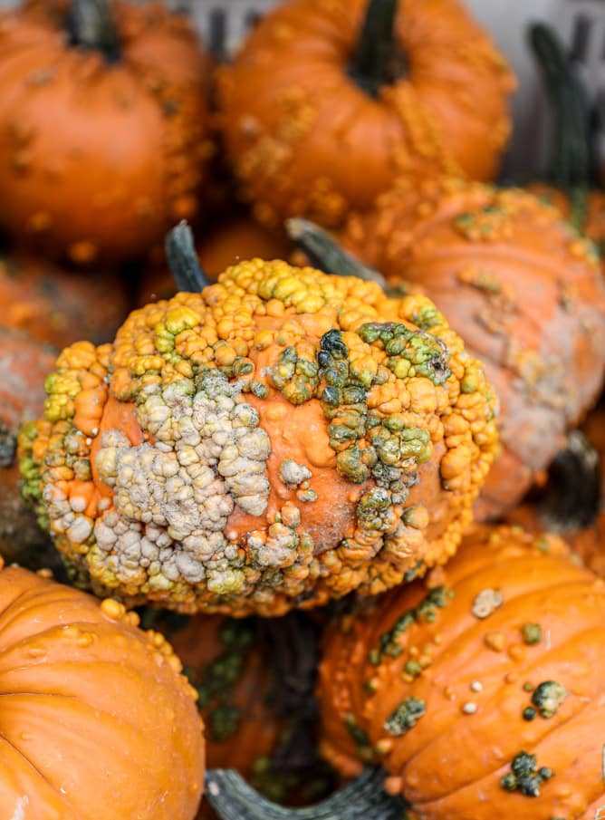 apple picking I howsweeteats.com