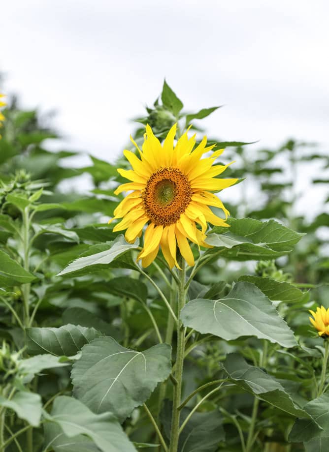 apple picking I howsweeteats.com