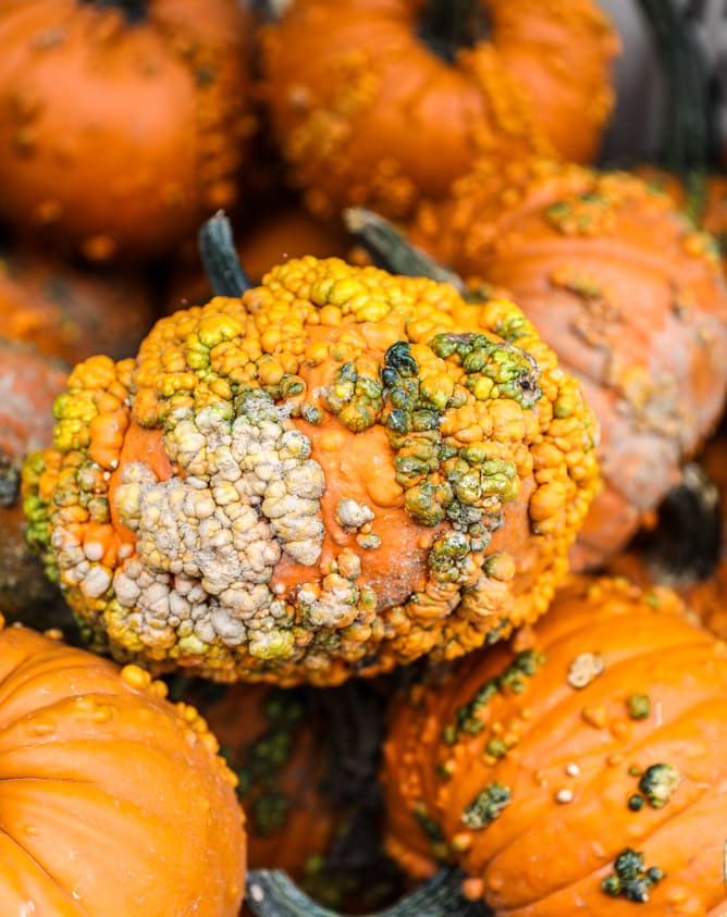 currently crushing on I howsweeteats.com