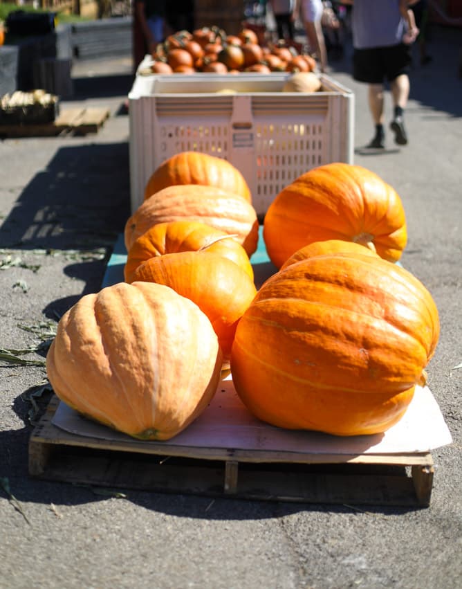 adventures in apple picking I howsweeteats.com