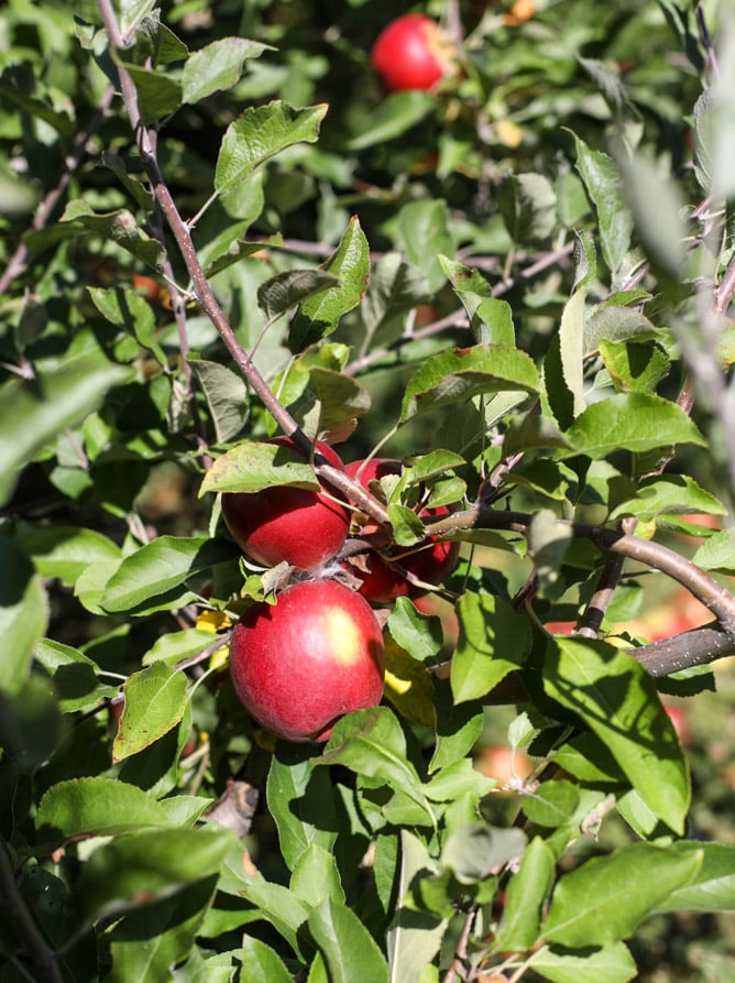 adventures in apple picking I howsweeteats.com