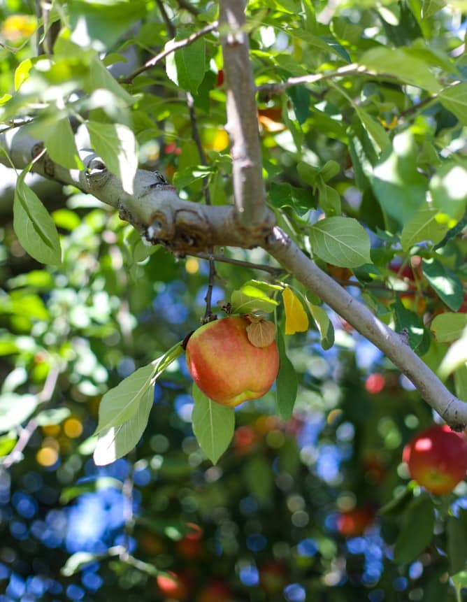 adventures in apple picking I howsweeteats.com