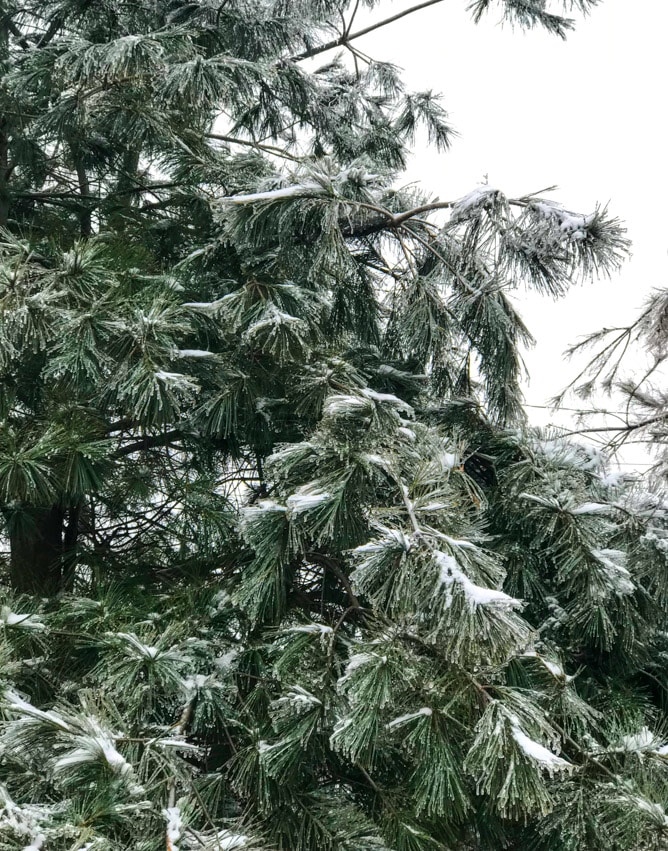 tuesday things I howsweeteats.com