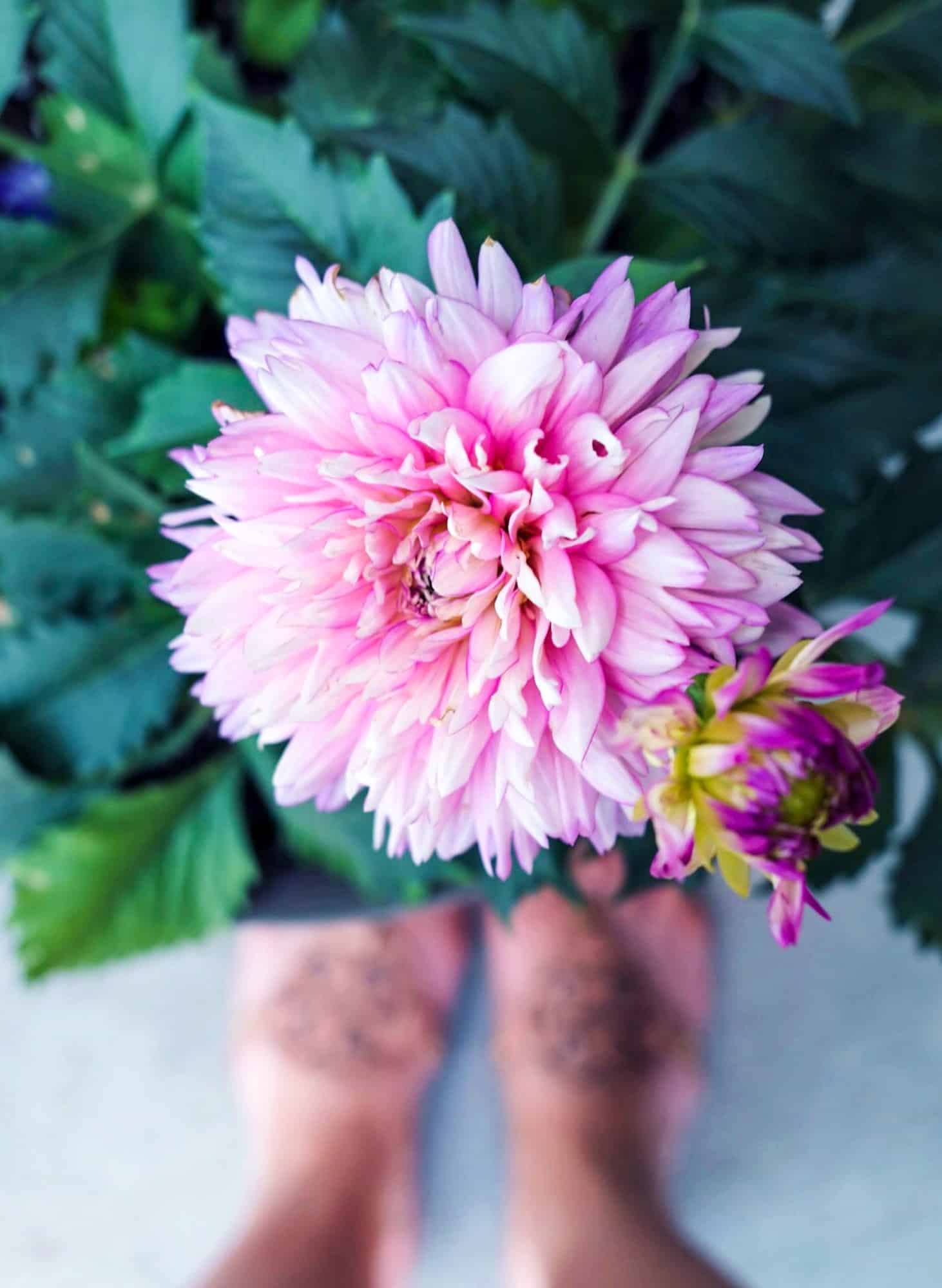 currently crushing on I howsweeteats.com