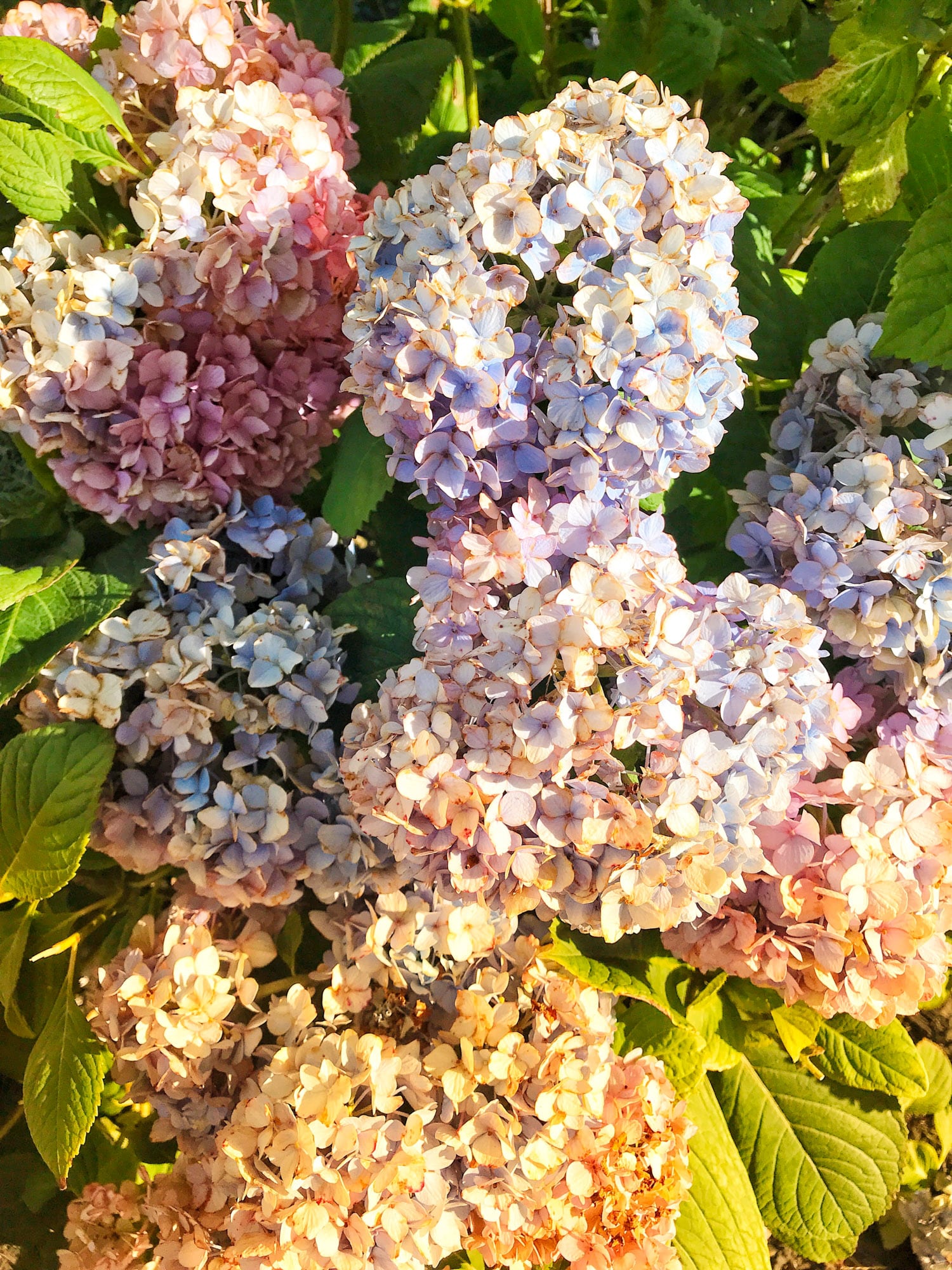 currently crushing on I howsweeteats.com