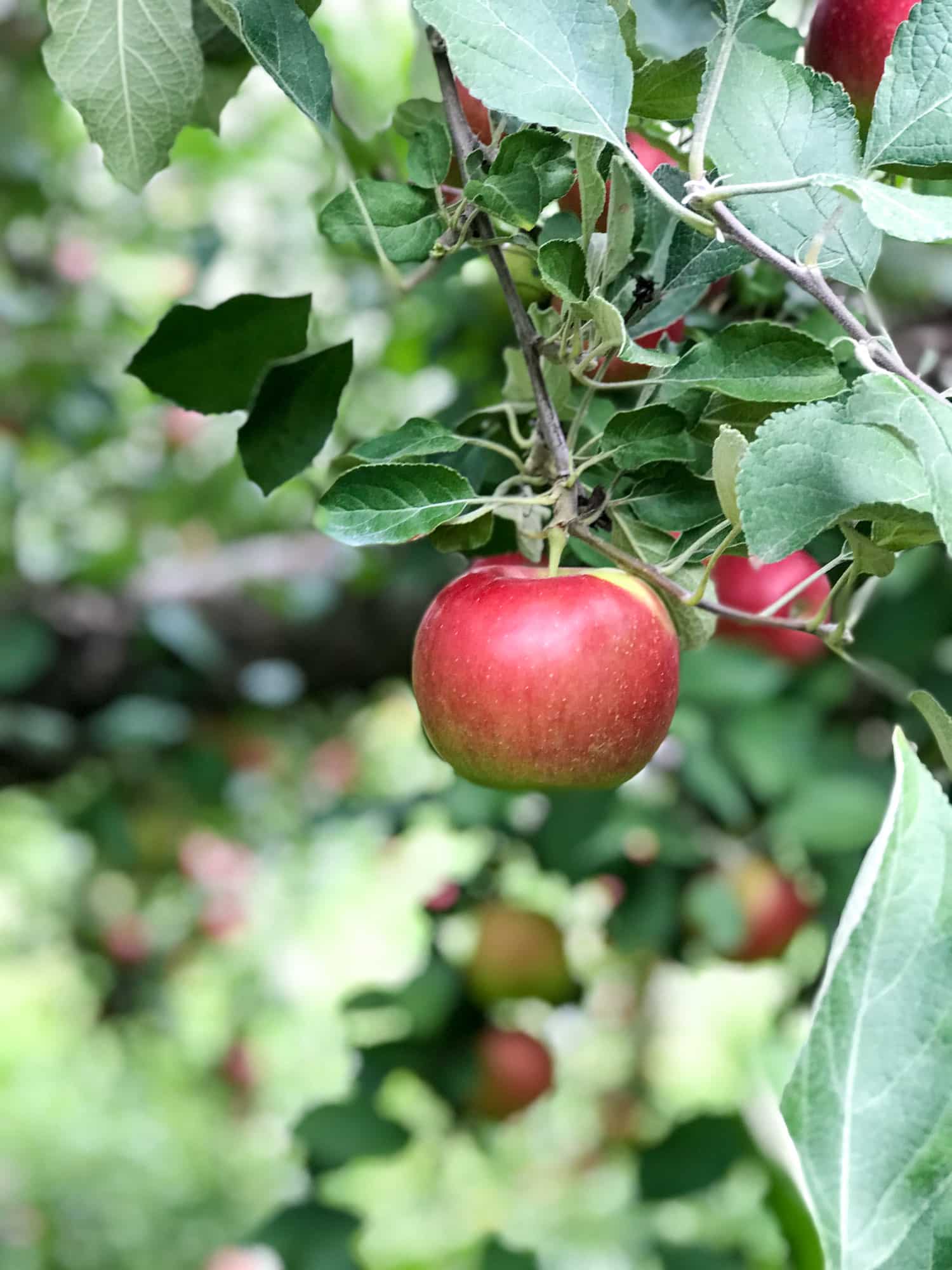 adventures in apple picking I howsweeteats.com