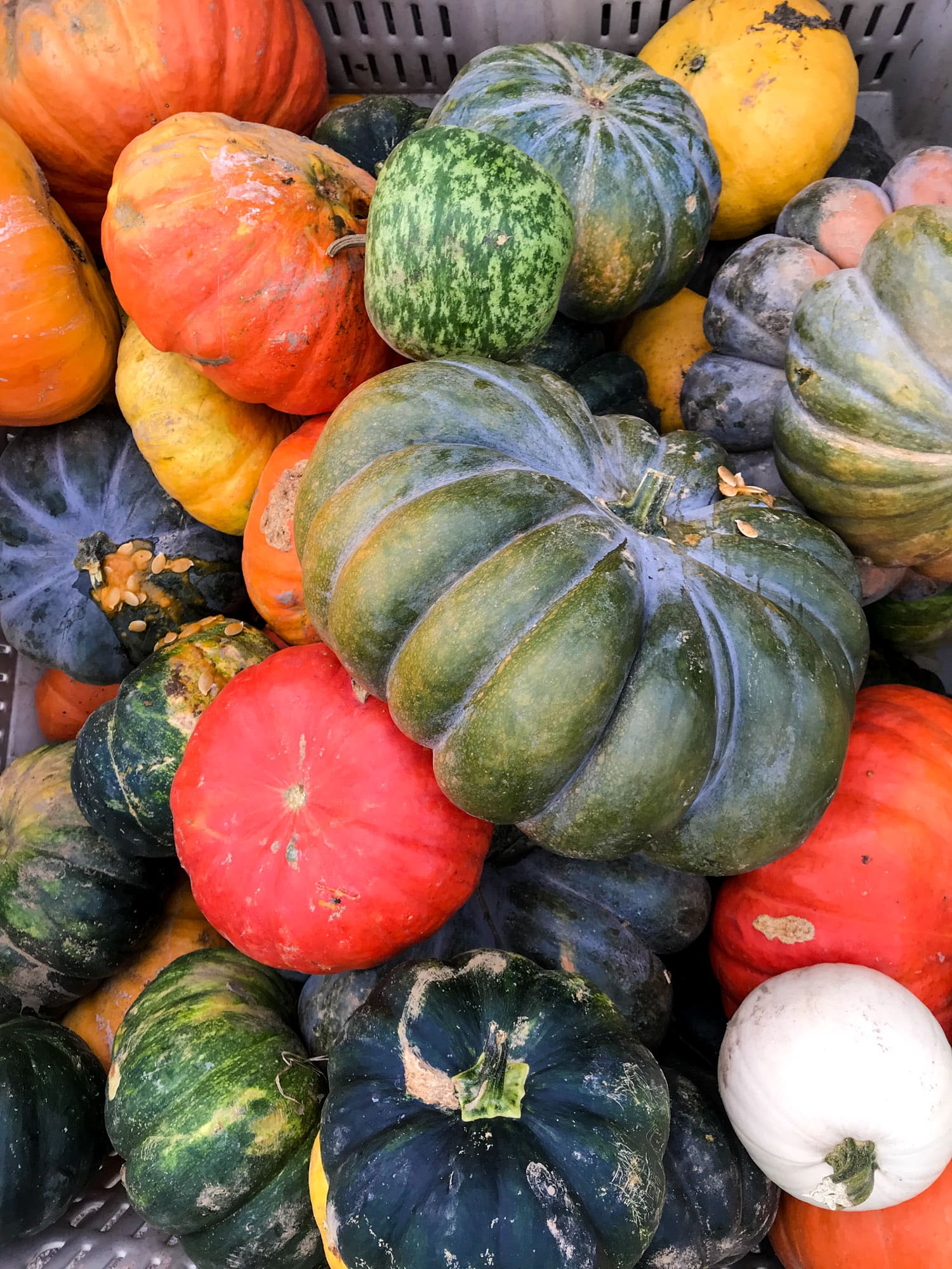 adventures in apple picking I howsweeteats.com