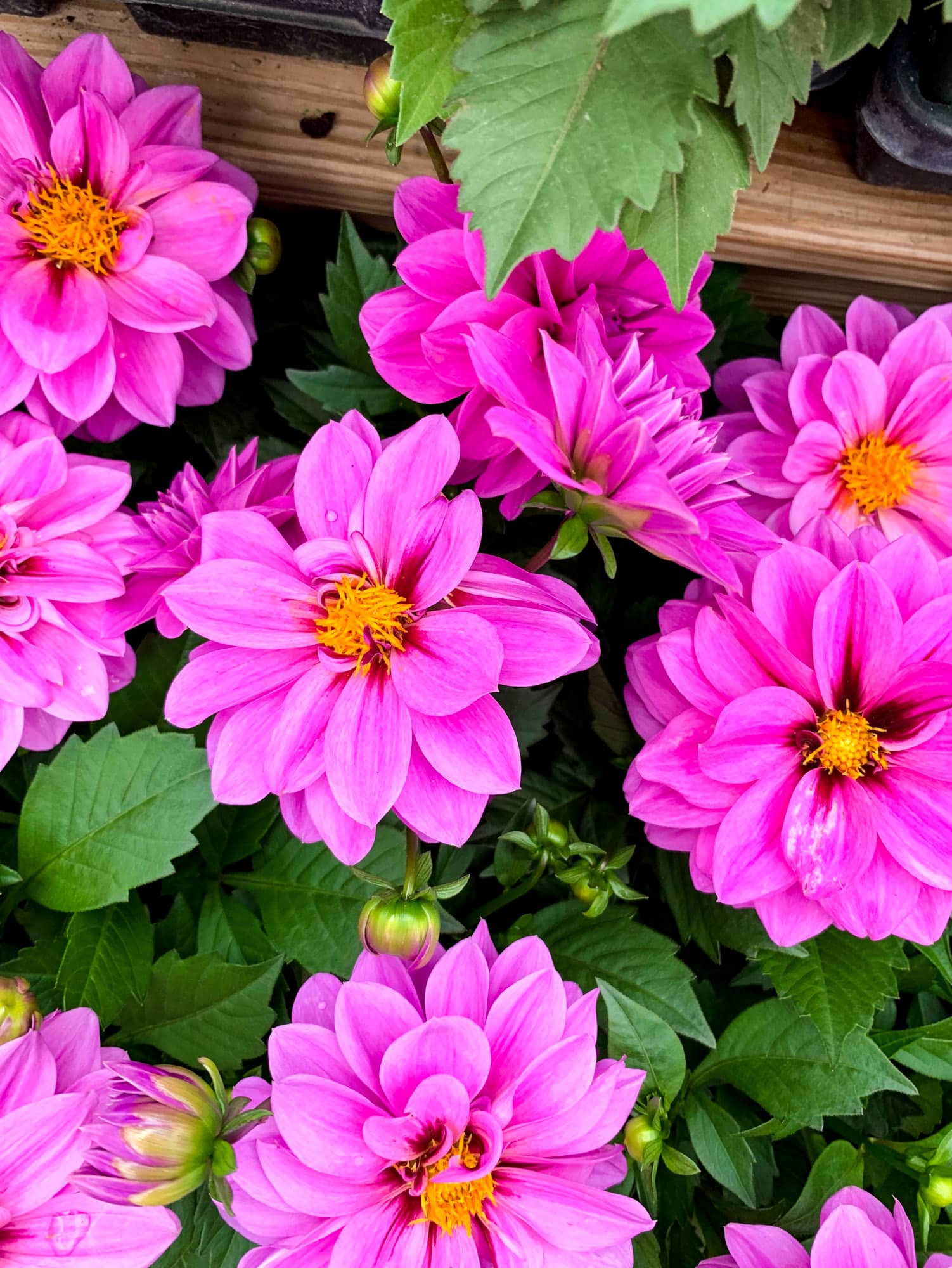 currently crushing on