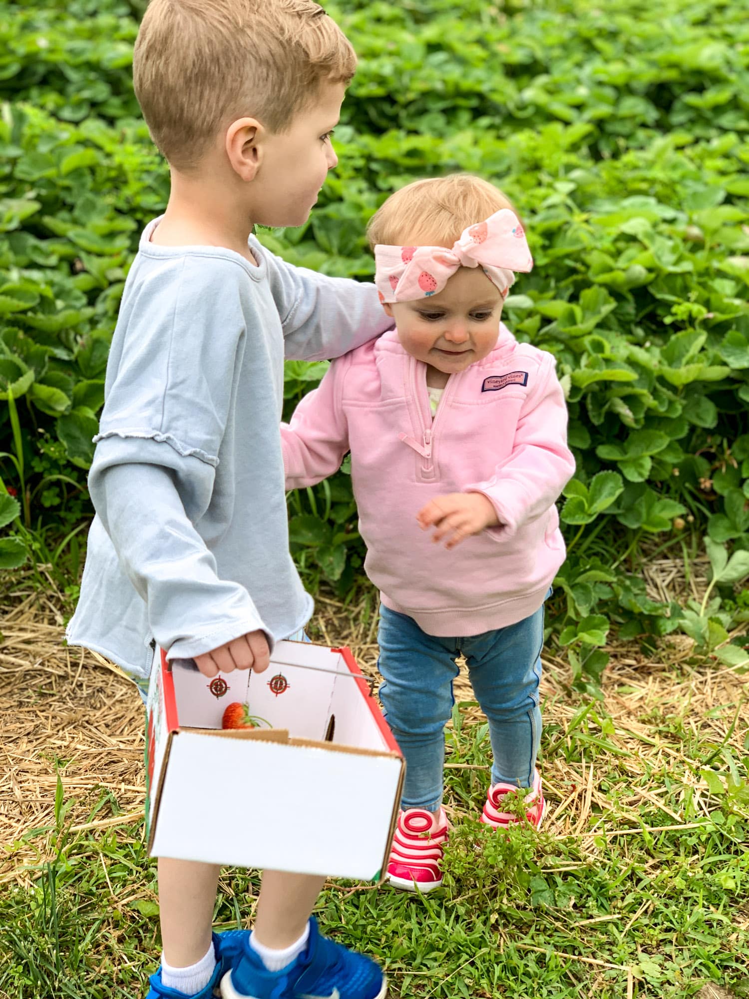 strawberry picking photo diary