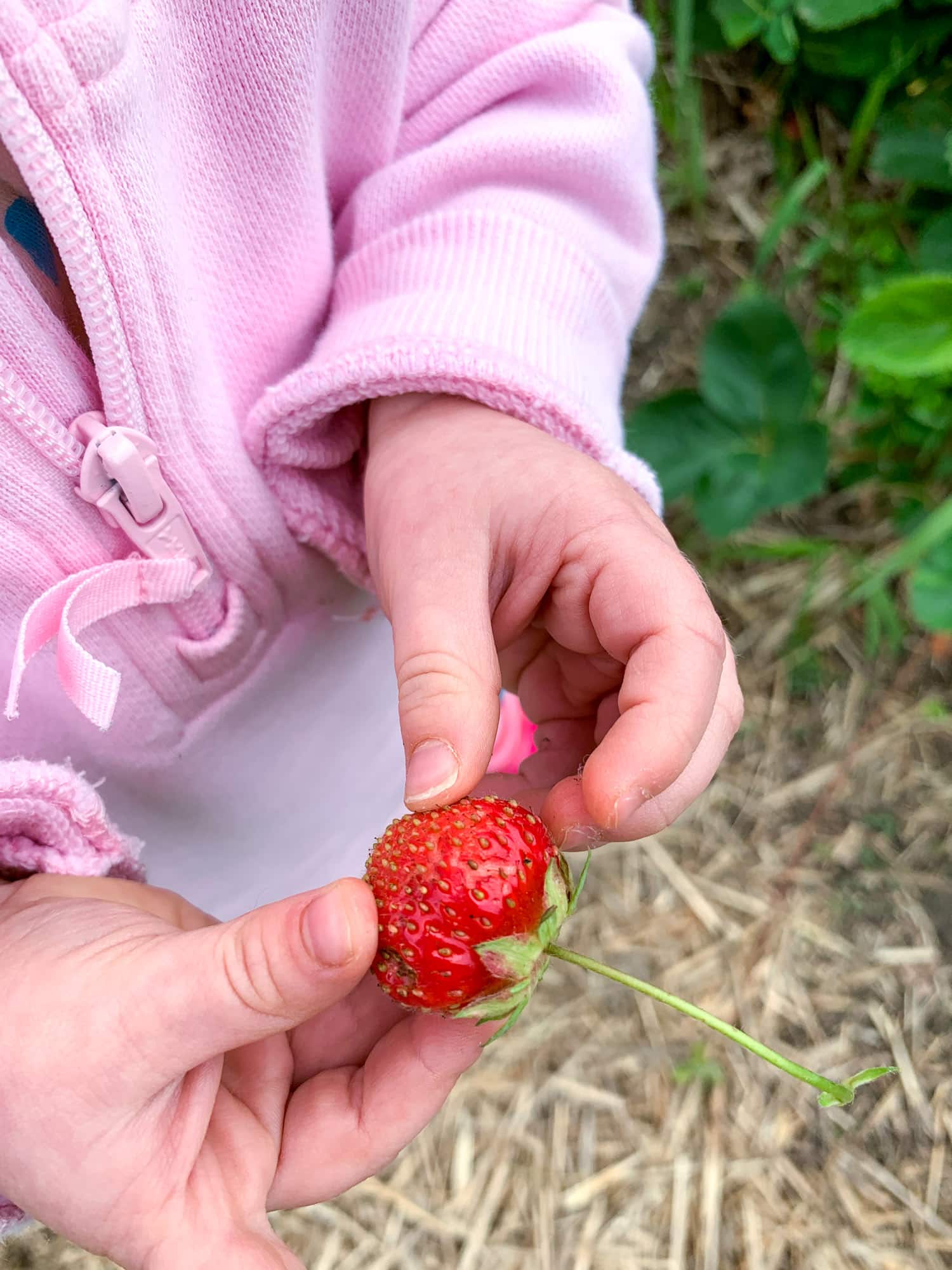 strawberry picking photo diary