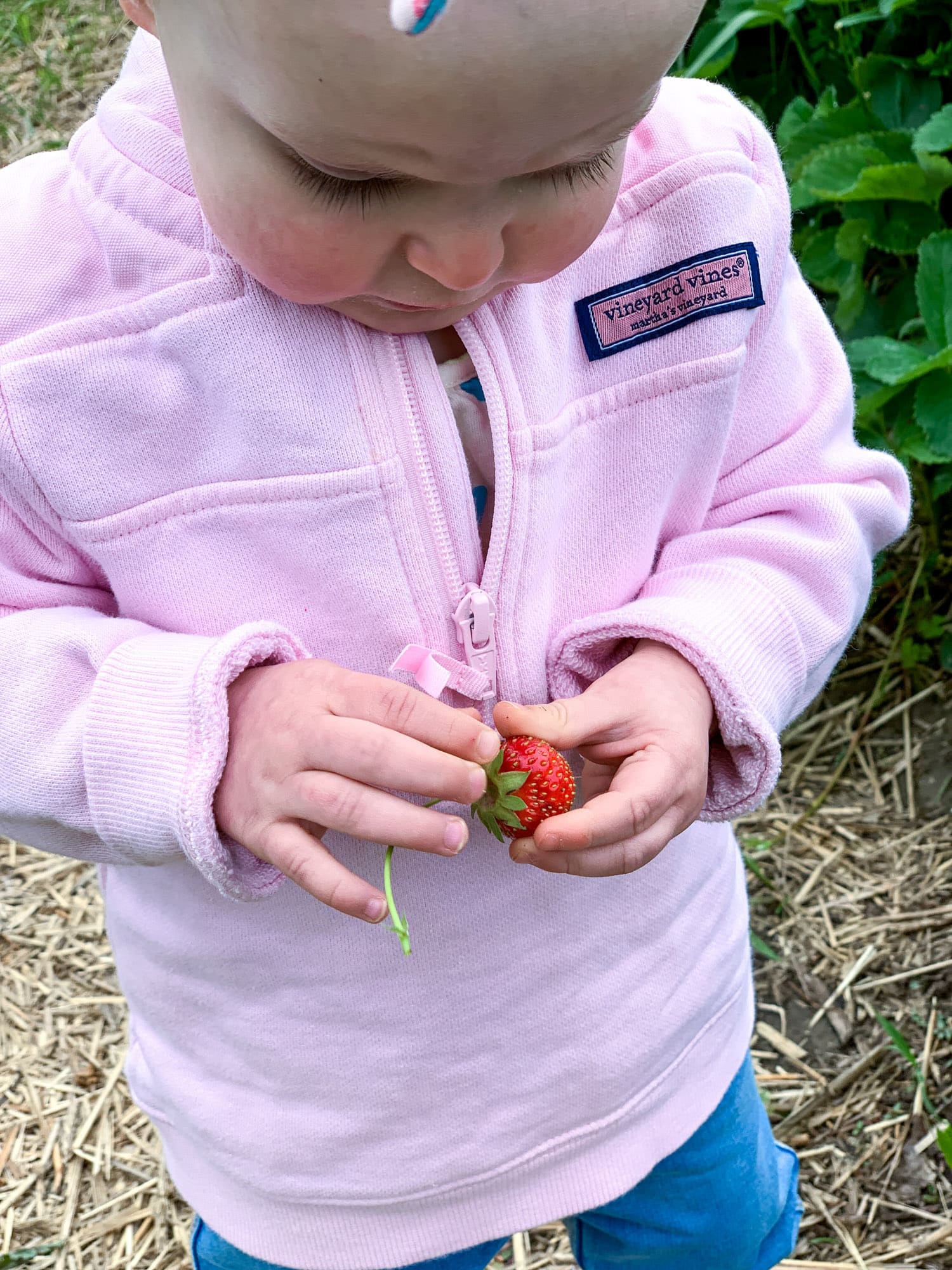 strawberry picking photo diary