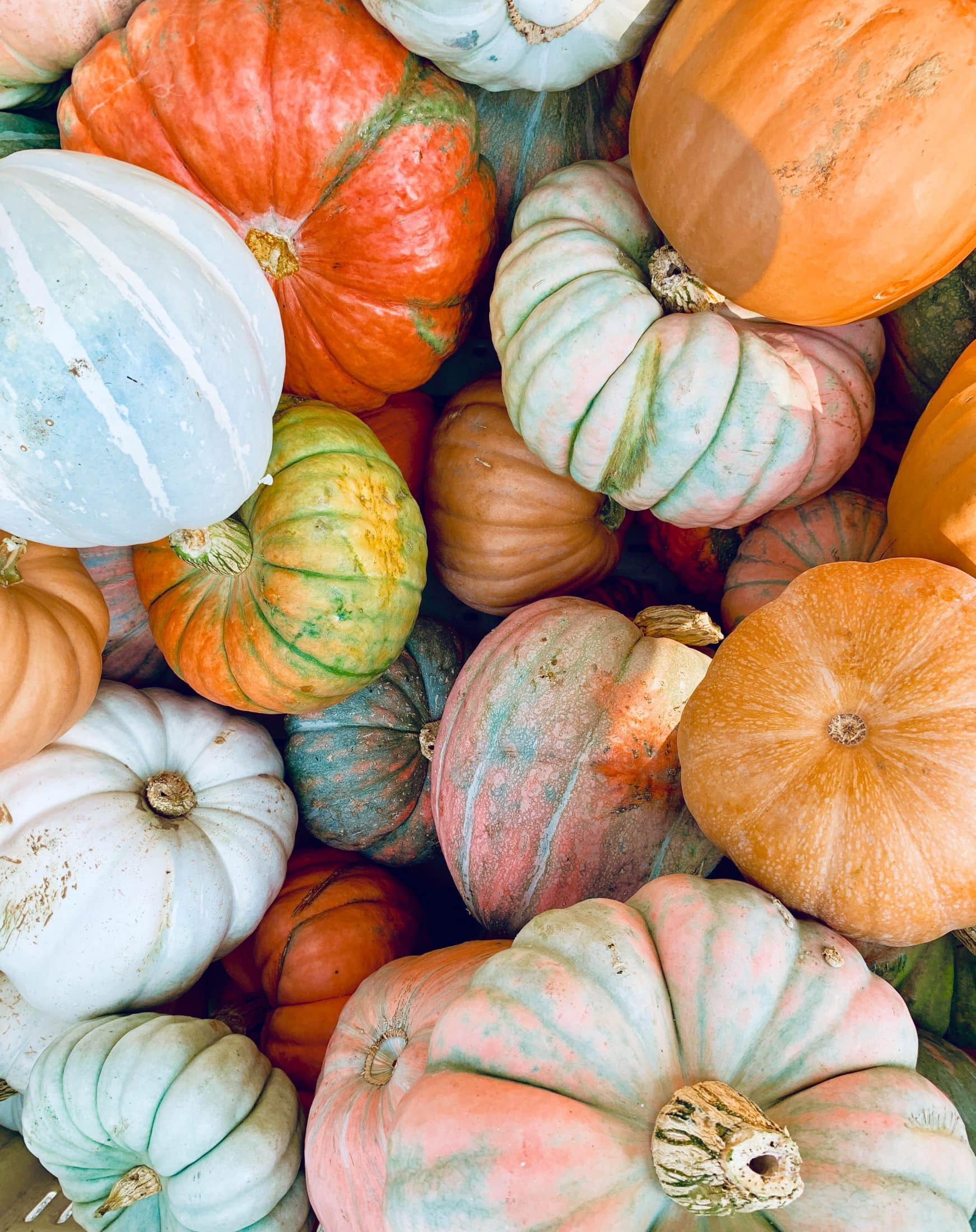 2019 apple picking photo diary I howsweeteats