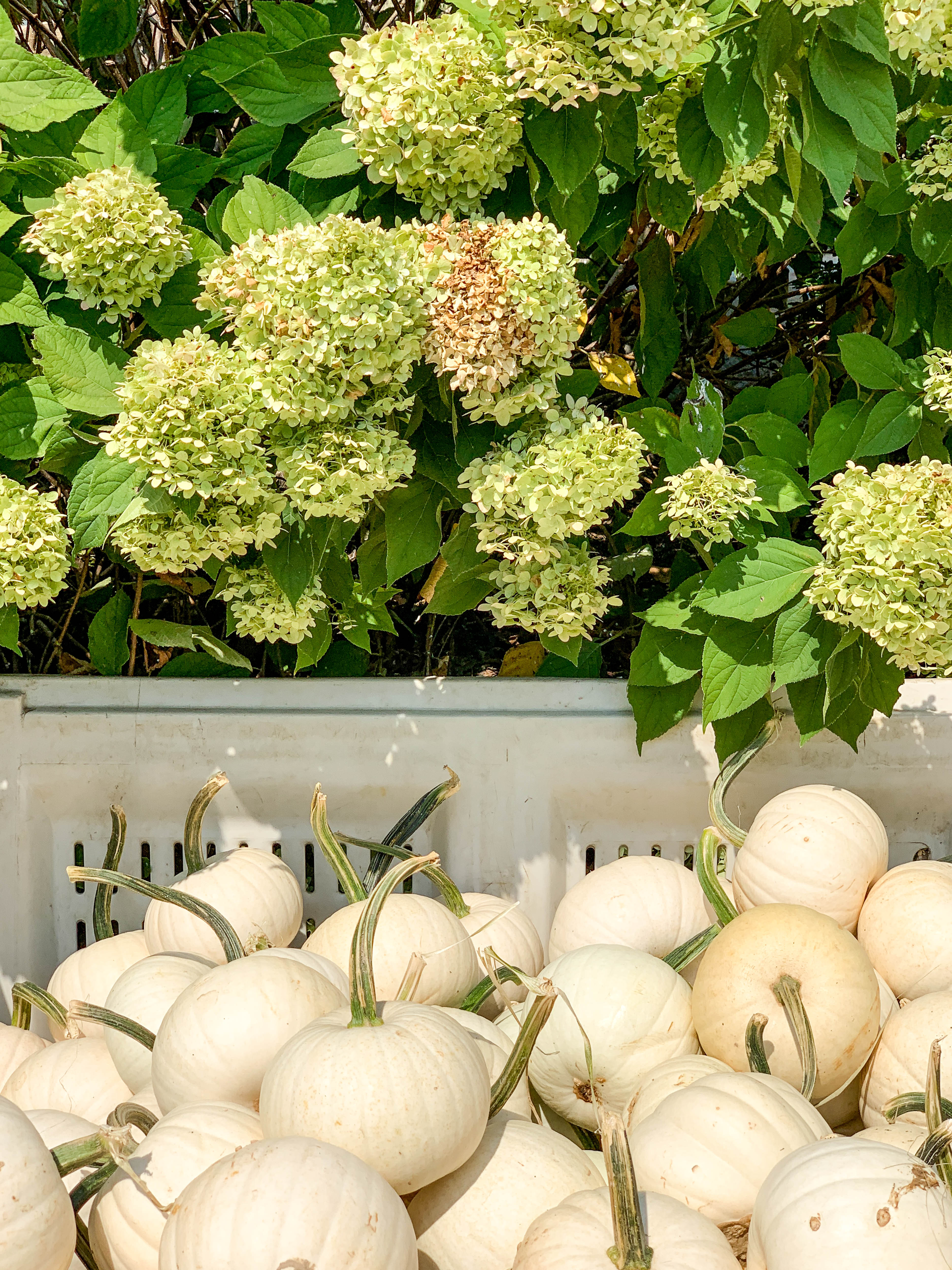 2019 apple picking photo diary I howsweeteats