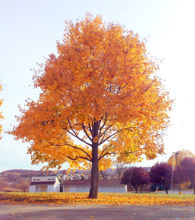 tuesday things I howsweeteats.com tuesday things I howsweeteats.com