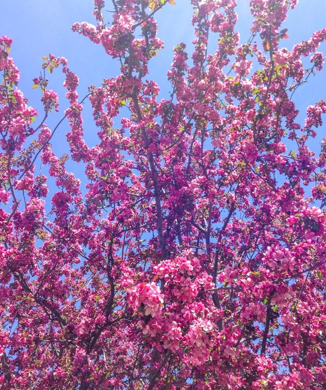 a simple inspiration I howsweeteats.com