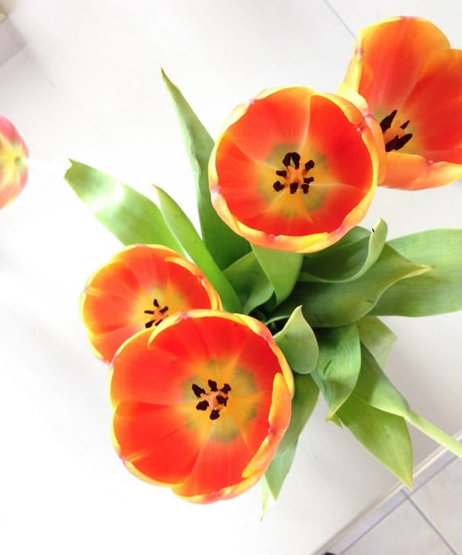 tuesday things I howsweeteats.com