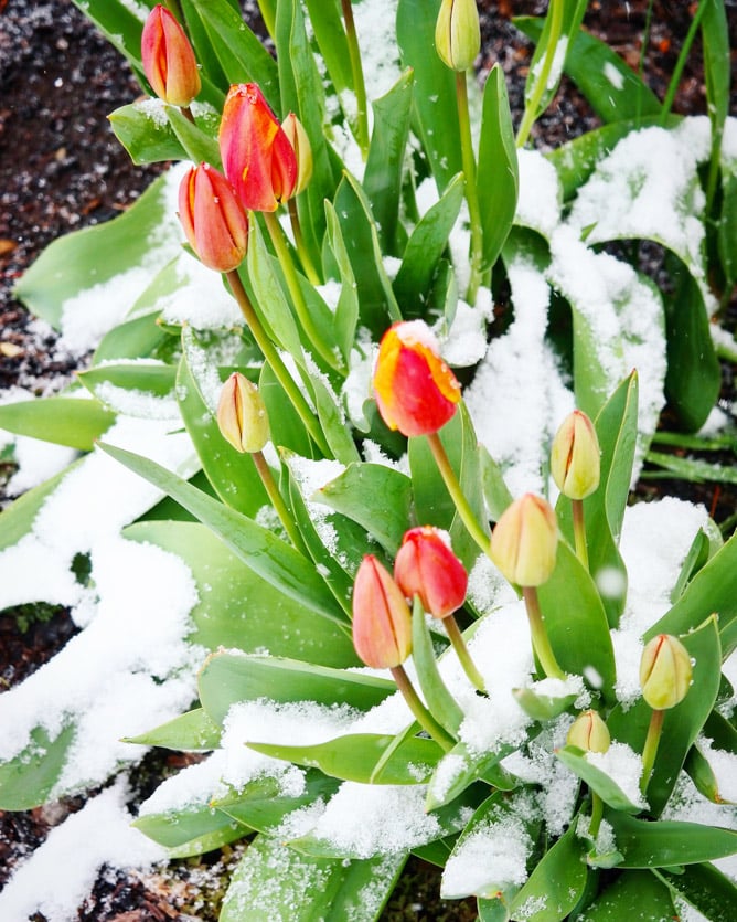 tuesday things I howsweeteats.com