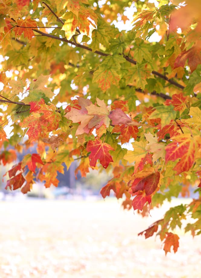 currently crushing on I howsweeteats.com