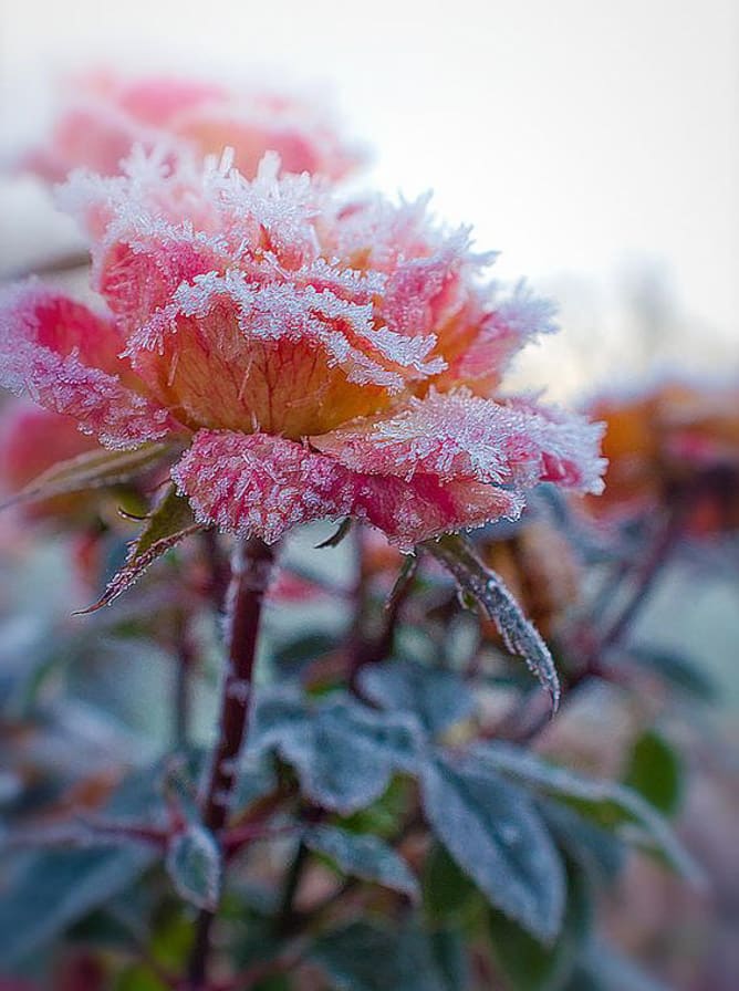 currently crushing on I howsweeteats.com