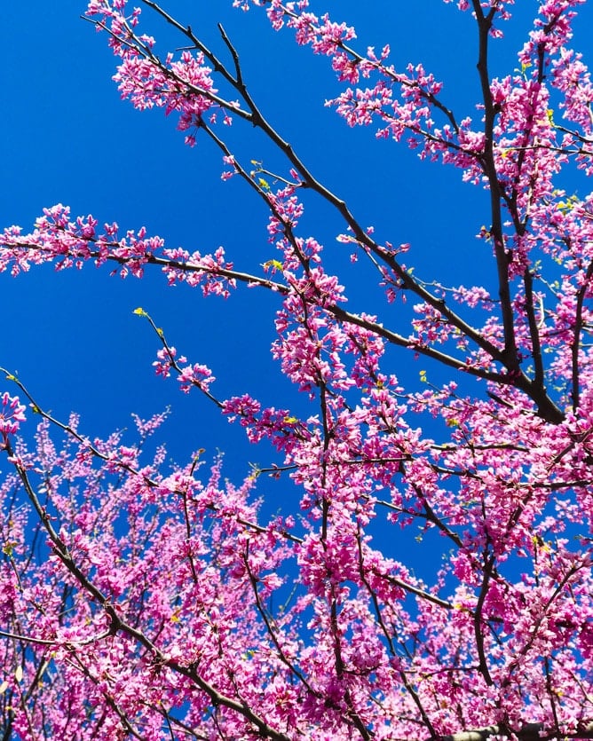 tuesday things I howsweeteats.com