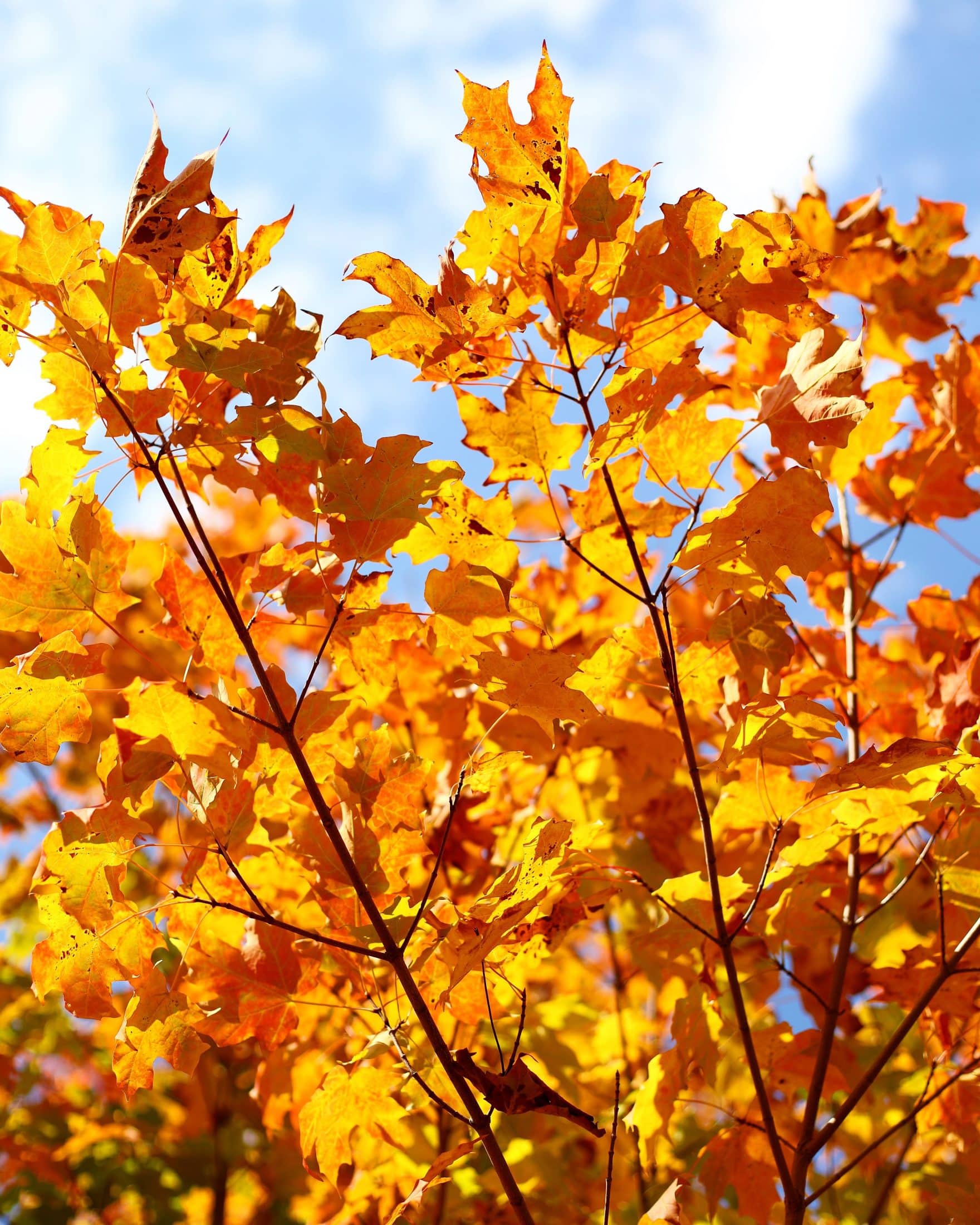 october lifestyle favorites I howsweeteats.com