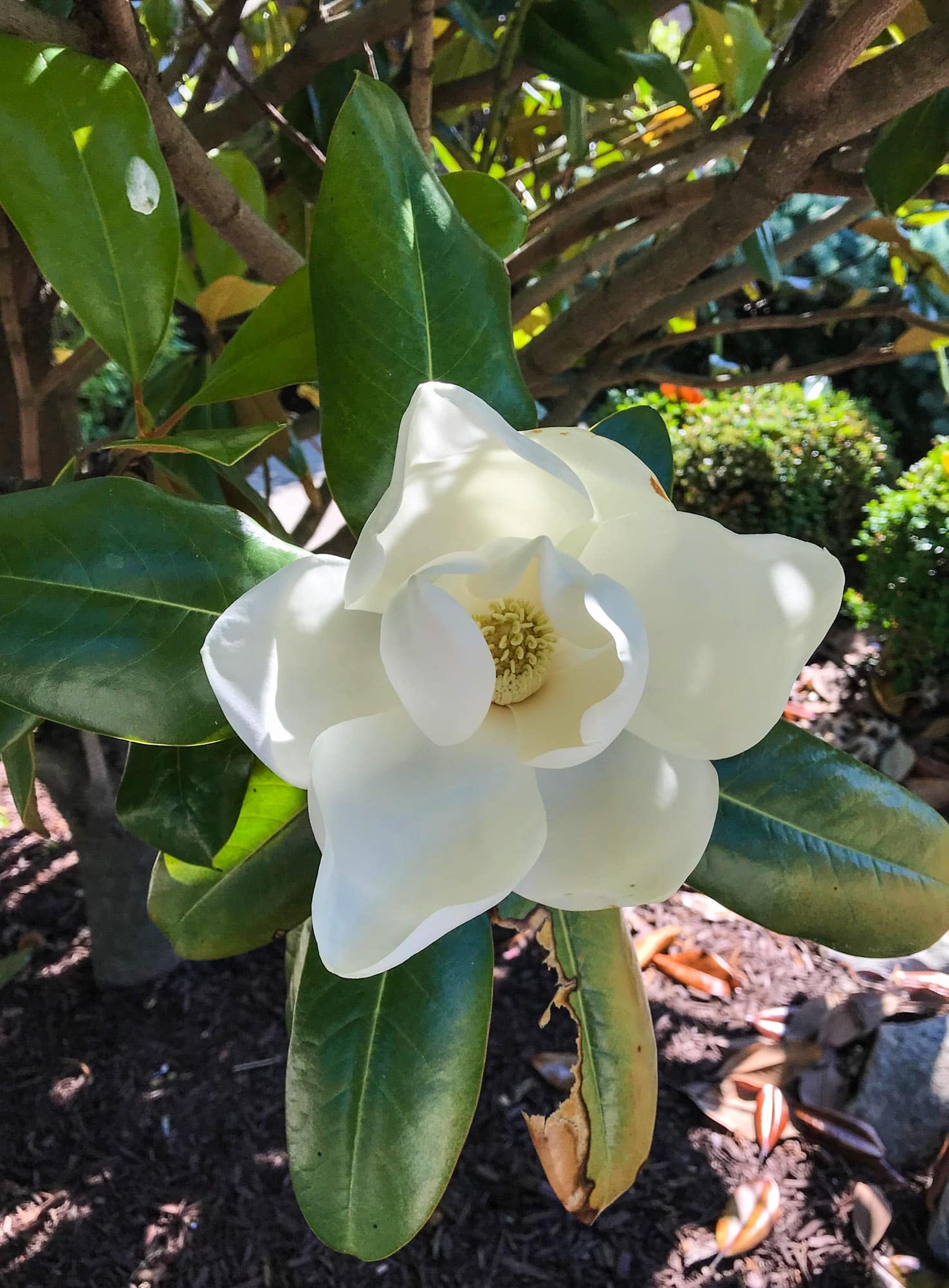 tuesday things I howsweeteats.com