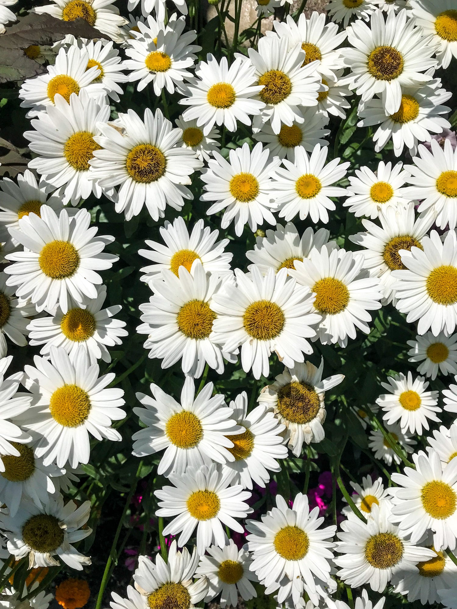 tuesday things I howsweeteats.com