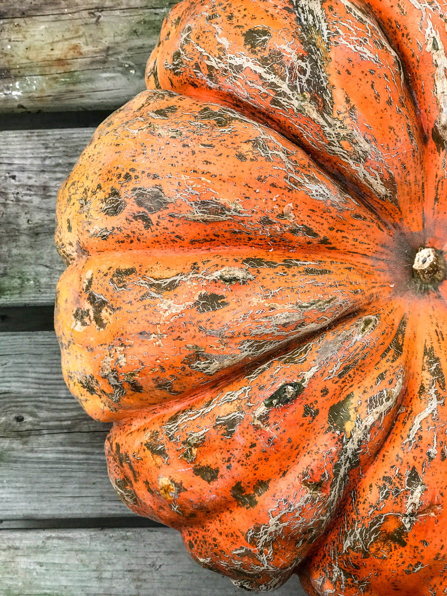 tuesday things I howsweeteats.com