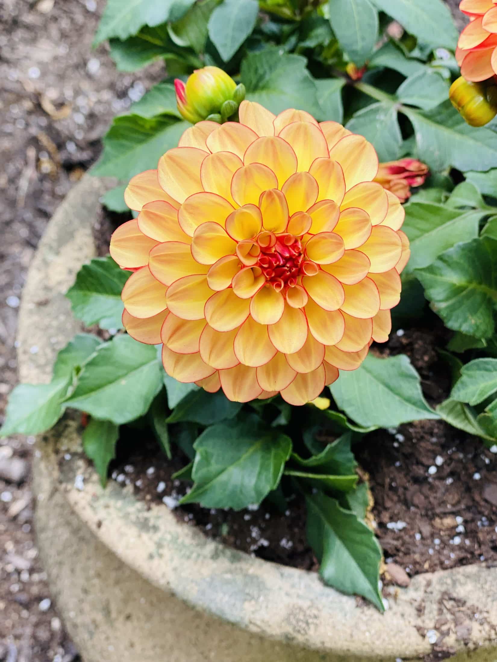 currently crushing on