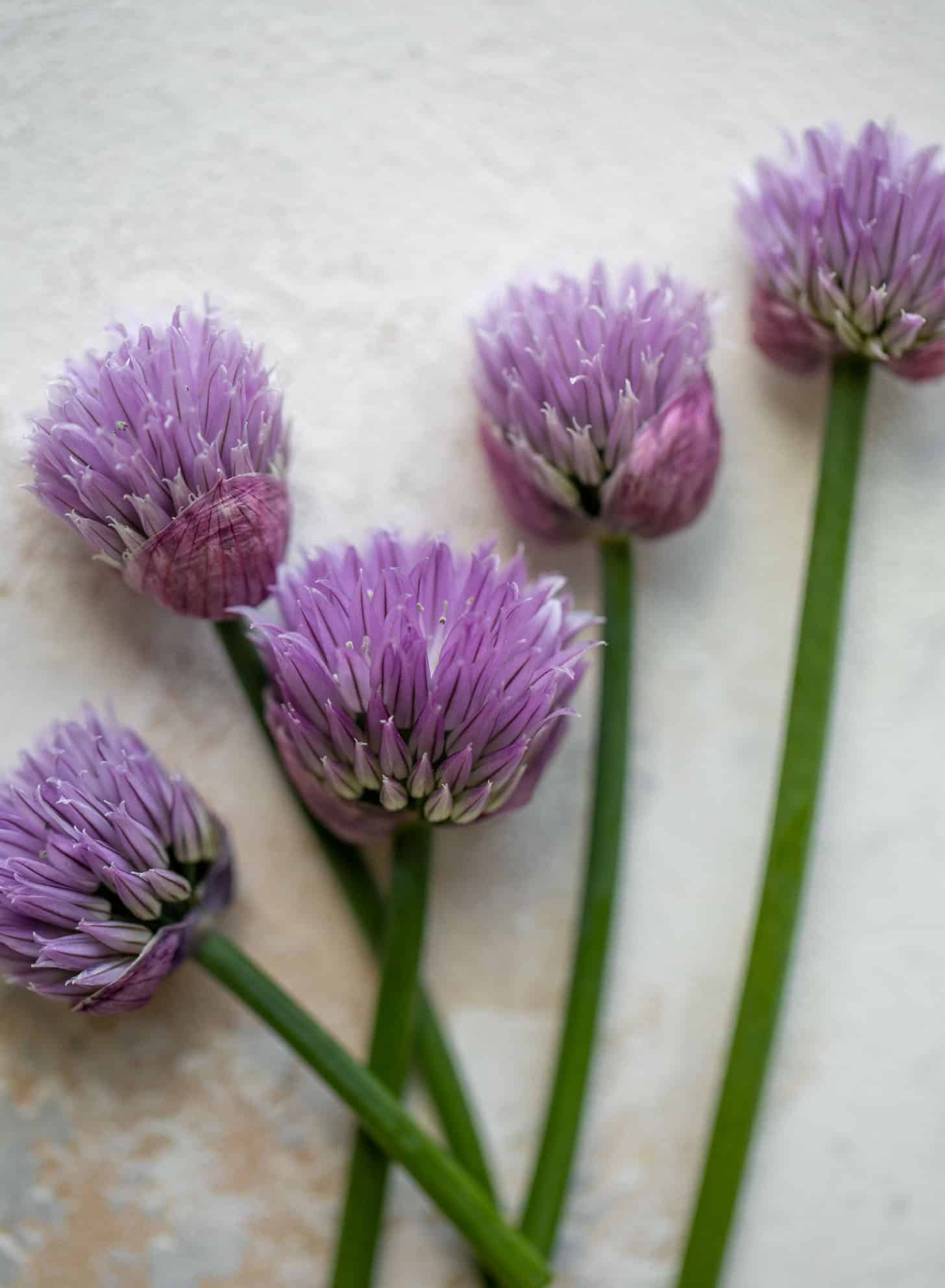 chive blossoms
