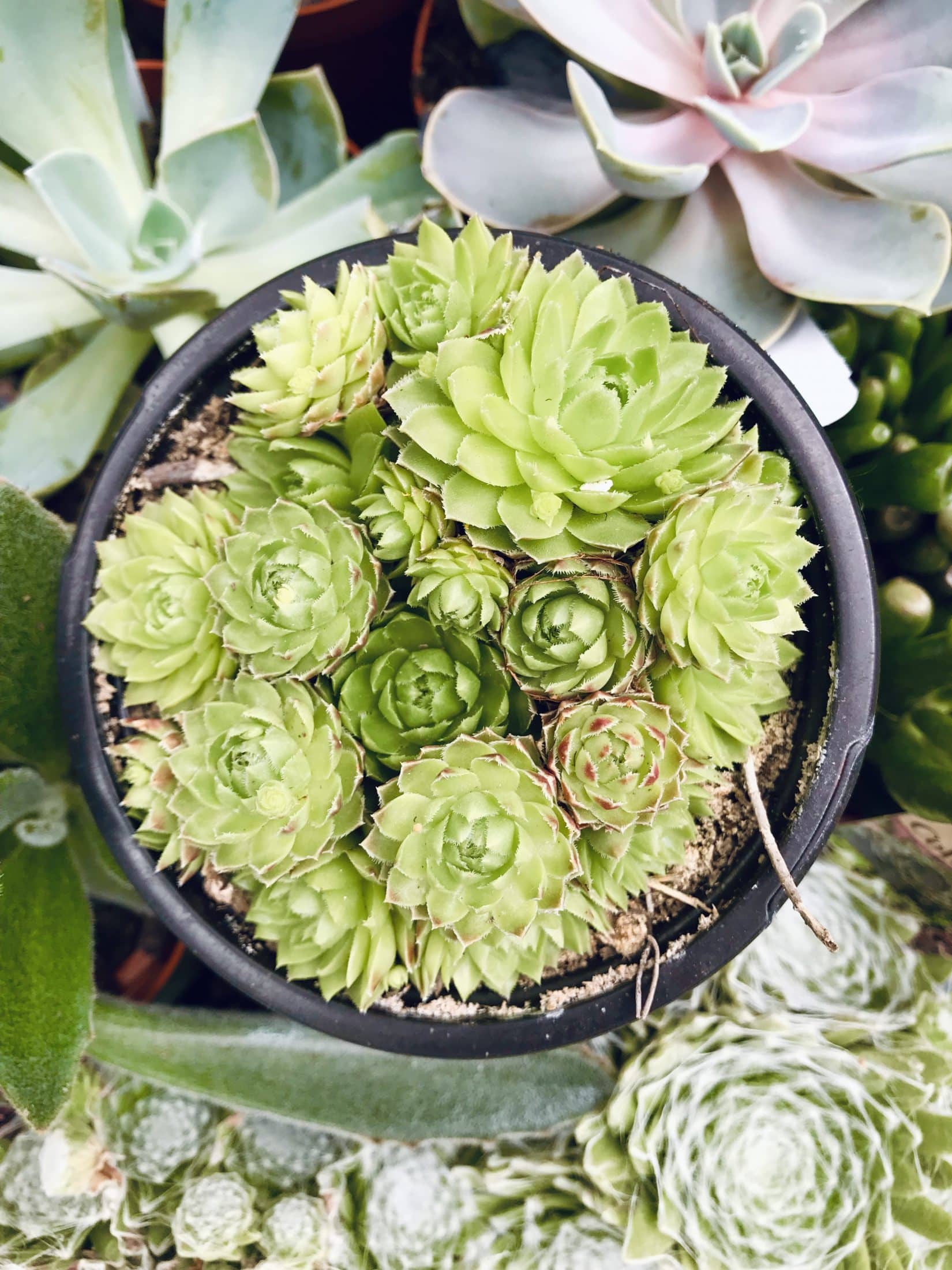 currently crushing on