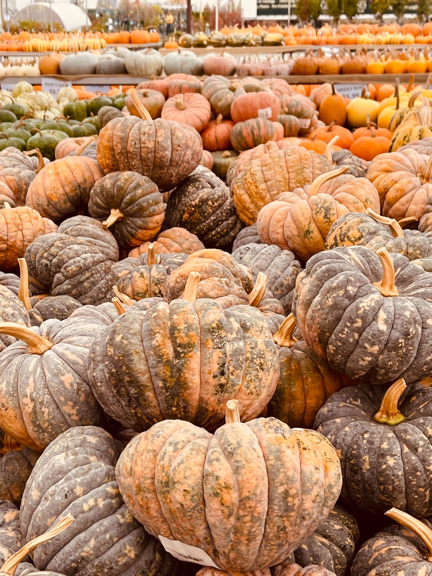 currently crushing on