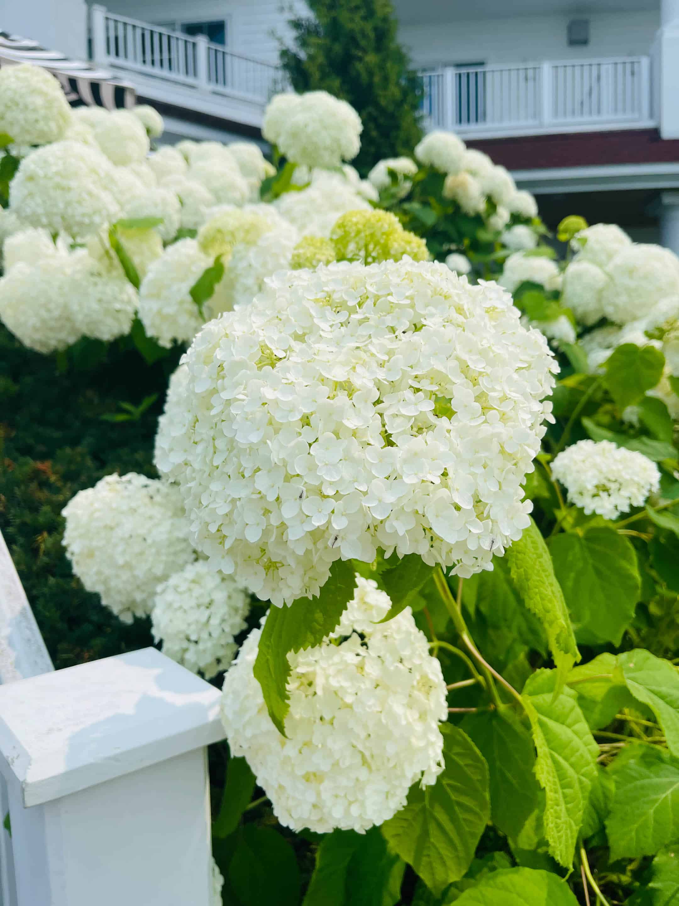 currently crushing on